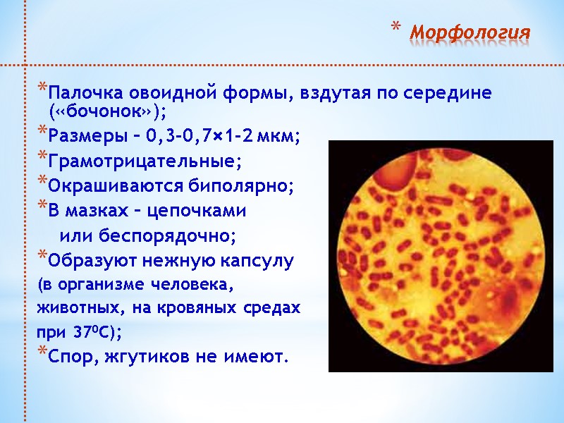 Морфология Палочка овоидной формы, вздутая по середине («бочонок»); Размеры – 0,3-0,7×1-2 мкм; Грамотрицательные; Окрашиваются